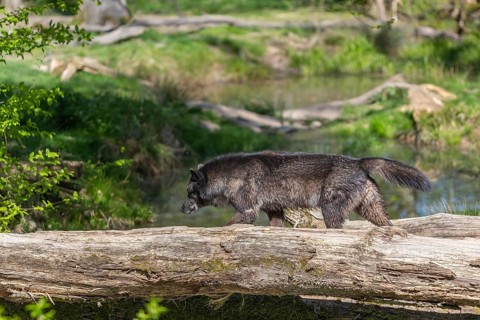 One Timberwolf, Canis lupus lycaon, walking over a fallen tree to cross a creek. Trees, creek and