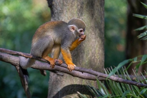 One baby Central American squirrel monkey, Saimiri oerstedii, climbing through bushes. Green