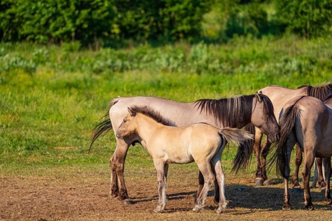 A herd of tarpans (Equus ferus) stands in a clearing in the Masuria tarpan horse reserve, belonging