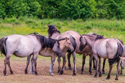 A herd of tarpans (Equus ferus) stands in a clearing in the Masuria tarpan horse reserve, belonging