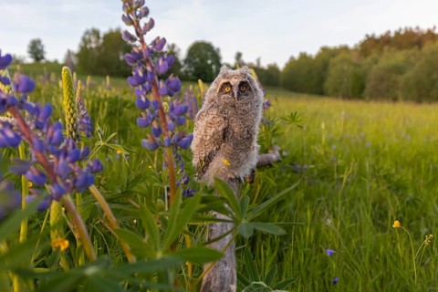 One young long-eared owl (Asio otus), sitting on a branch that is lying in a field of flowering