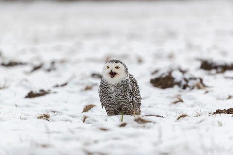 One snowy owl, Bubo scandiacus, Bubo scandiaca, Nyctea scandiaca sitting on a snowy meadow,