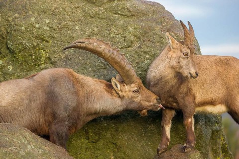 Two ibex (Capra ibex), a male and a female, stand on a rock. The male shows some flehming and