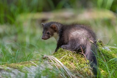 One beech marten (Martes foina), playing on the forest floor between green vegetation