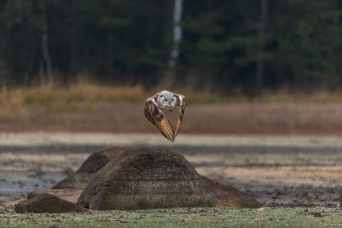 One Siberian Eagle Owl (Bubo bubo sibiricus) flying over a dry lakeshore on an autumnal misty cold