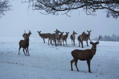 A herd of red deer standing on a snow covered meadow on a foggy day