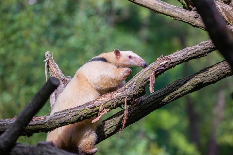 One southern tamandua (Tamandua tetradactyla), climbs up a tree in a forest