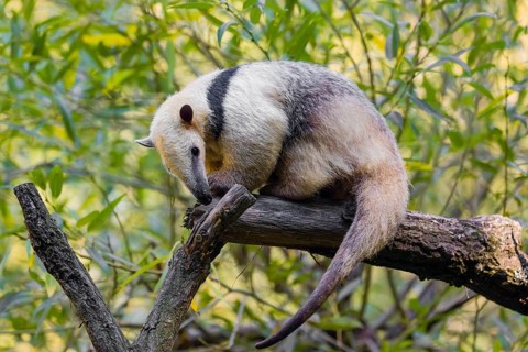 One southern tamandua (Tamandua tetradactyla), climbs up a tree in a forest