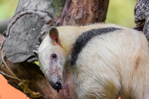 One southern tamandua (Tamandua tetradactyla), climbs up a tree in a forest