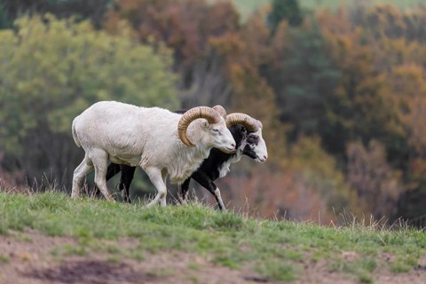 Two male snow sheep (Ovis nivicola), or Siberian bighorn sheep walk over a meadow, side by side