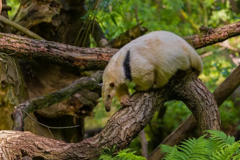 A southern tamandua (Tamandua tetradactyla), climbs in a tree in a forest