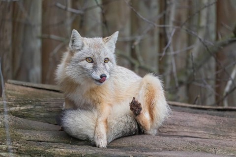 One corsac fox (Vulpes corsac) grooming himself, lying on a log