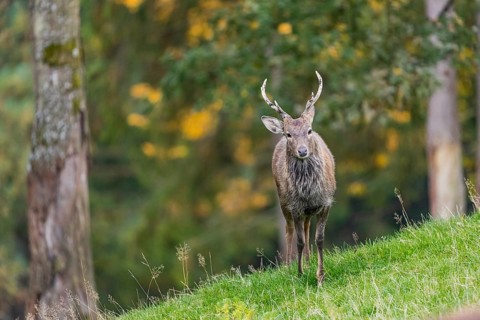One male Manchurian sika deer or Dybowski's sika deer (Cervus nippon mantchuricus or Cervus nippon