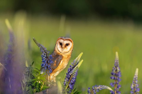 One barn owl (Tyto alba) sitting on a branch lying in a field of flowering lupines in late evening
