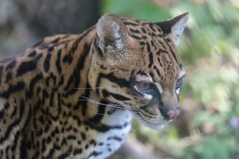 One Ozelot, Leopardus pardalis, frontal portrait with green vegetation in the background