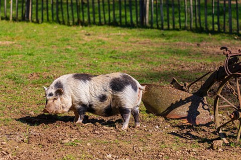 One Minipig, Sus scrofa domesticus, stands in a meadow, searching for food