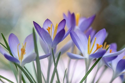 Elf crocus (Crocus tommasinianus), Emsland, Lower Saxony, Germany, Europe