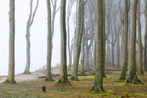 Beech trees in mist, shaped by strong winds, at Ghost Wood, Gespensterwald along the Baltic Sea