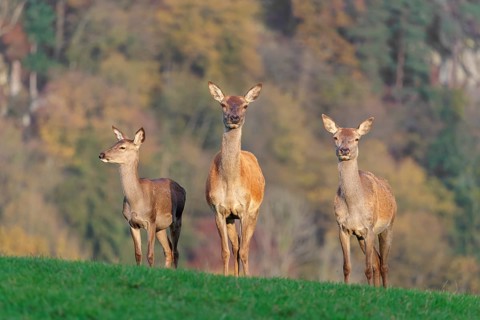 Two adult red deer hinds (Cervus elaphus) and a calf are standing in a meadow in the beautiful