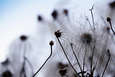 Korean clematis (Clematis serratifolia), Germany, Europe