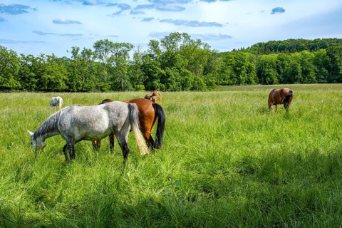 Young horses grazing in the paddocks of the Marbach Principal and State Stud's foal farm in St.