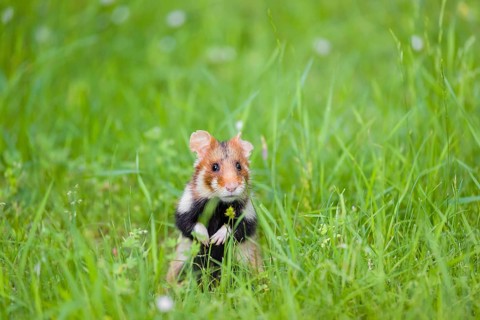 A European hamster (Cricetus cricetus), Eurasian hamster, black-bellied hamster or common hamster,