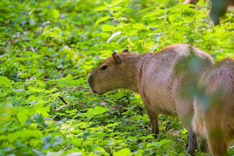 A (greater) capybara (Hydrochoerus hydrochaeris) searches for food in the dense riparian vegetation