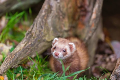 A male ferret (Mustela putorius furo) sits at a dead root of a tree, looking around