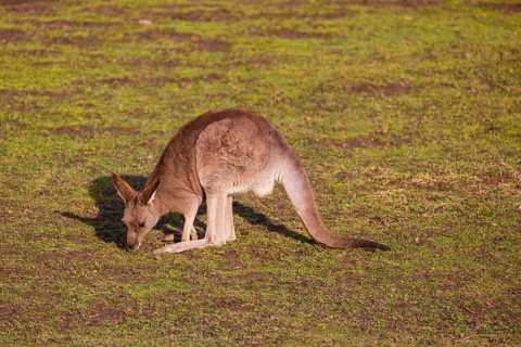 An Eastern Gray Kangaroo, Macropus giganteus, grazing in a meadow in the late light