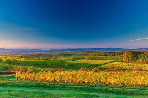 Vineyards near Langenlois, Lower Austria, Austria, Europe