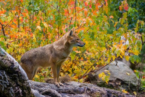 One golden jackal (Canis aureus) stands on a fallen tree trunk. Behind him is a tree in intense