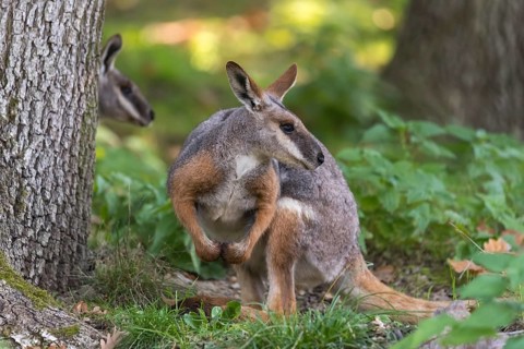 One yellow-footed rock-wallaby (Petrogale xanthopus), or ring-tailed wallaby sitting on grass