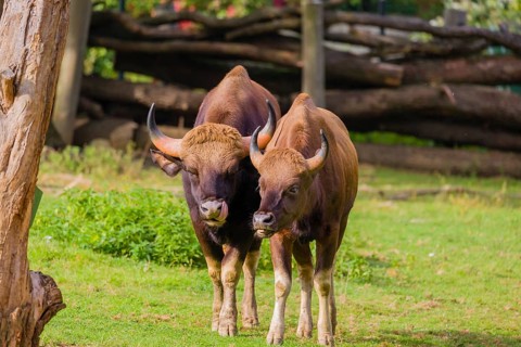 A male and a female Gaur (Bos gaurus gaurus) stand side by side on a green meadow