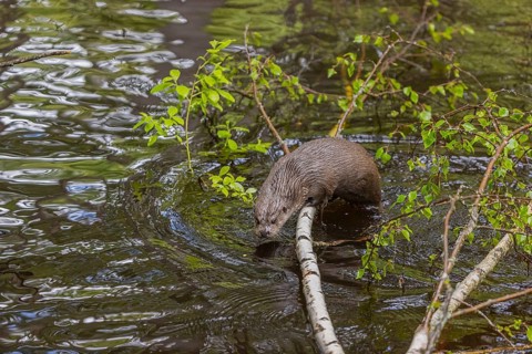 One Eurasian otter (Lutra lutra), jumping into the water from a birch tree branch lying in the