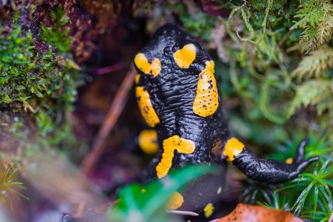 A fire salamander (Salamandra salamandra) walks across a mossy forest floor on a rainy day. The