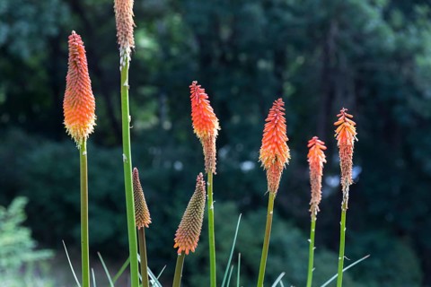 Torch lily (Kniphofia) in bloom, Saxony, Germany, Europe