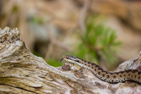 One Vipera berus, the common European adder or common European viper, creeps over a rootstock