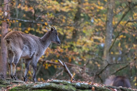 One female Himalayan Tahr (Hemitragus jemlahicus) standing in a forest. Green and yellow forest in