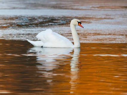 Mute Swan, (Cygnus olor), adult male, swimming on a lake, with its reflection in the water, with