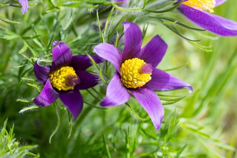 Pasque flower (Pulsatilla) in bloom, natural occurrence at the Wachtelberg nature reserve, Wurzen,