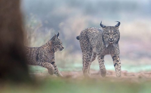 Young lynx (Lynx pardinus) running to its mother, female with young in the morning mist,