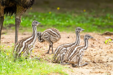 Emu (Dromaius novaehollandiae) youngsters on the ground, Bavaria, Germany, Europe