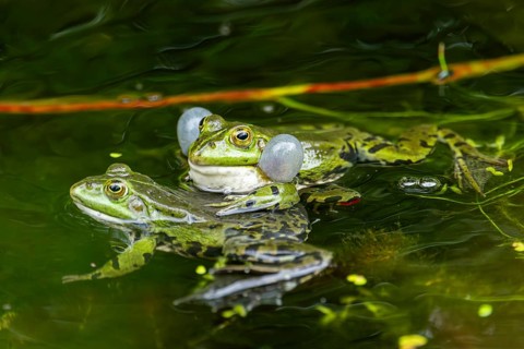 Edible frog (Pelophylax esculentus) in a little lake in the water, Bavaria, Germany, Europe