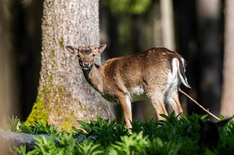 Fallow deer (Dama dama) buck, portrait, in a forest, Bavaria, Germany, Europe