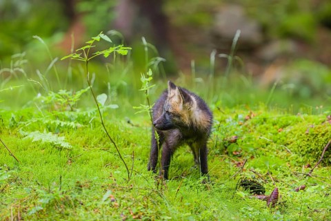 One young silver fox (Vulpes vulpes) exploring the surrounding of its den on the mossy forest floor