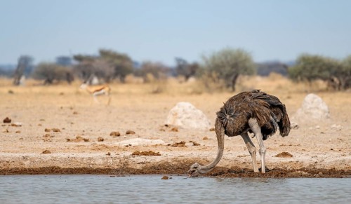 Common ostrich (Struthio camelus), adult female, drinking at a waterhole, Nxai Pan National Park,