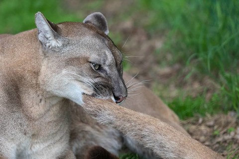 One male cougar, Puma concolor, playing with the tail of its female mate. Green vegetation in the