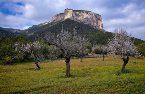Almond blossom, almond trees, plantation, Tramuntana mountains behind, Serra de Tramuntana, Alaró,