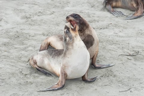 New Zealand Sea Lions (Phocarctos hookeri), Otago Region, South Island, New Zealand, Oceania
