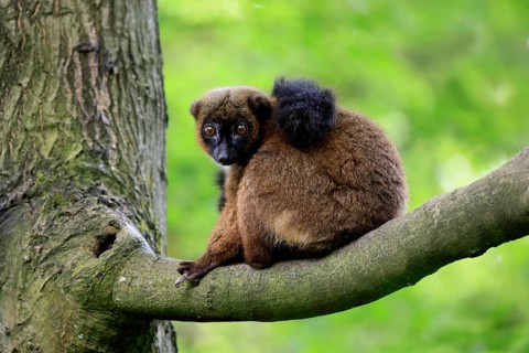 Red-bellied lemur (Eulemur rubriventer), adult, female, on tree trunk, alert, Madagascar, Africa